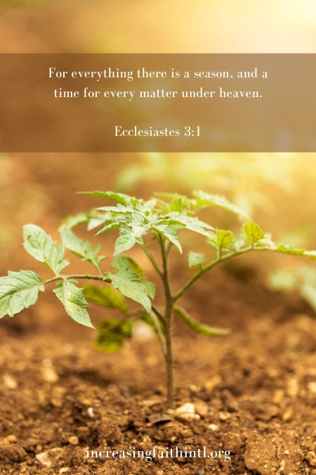 Ecclesiastes 31 Bible verse for Number 29