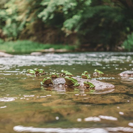 Dreams of Frogs: Unveiling Biblical Meanings & Spiritual Interpretations Biblical Symbolism of Frogs in Dreams_ From Plagues to Prophecy